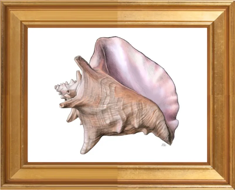 Queen conch  by Emily S. Damstra for Artfully Walls