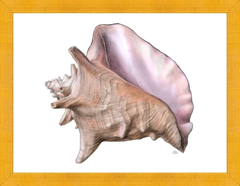 Queen conch  by Emily S. Damstra for Artfully Walls