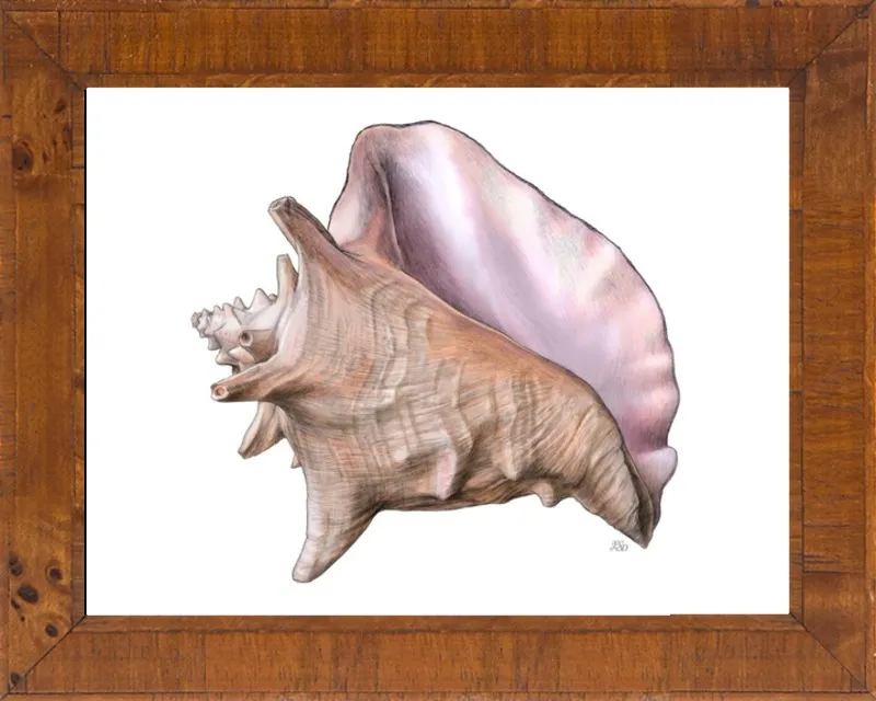 Queen conch  by Emily S. Damstra for Artfully Walls