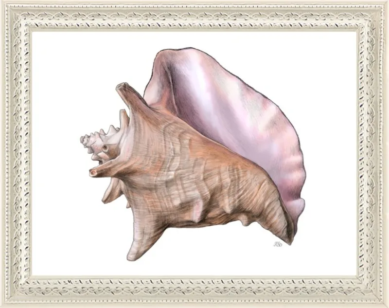 Queen conch  by Emily S. Damstra for Artfully Walls