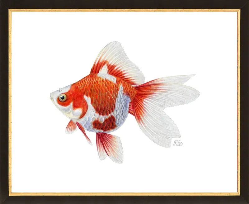 Japanese ryukin goldfish by Emily S. Damstra for Artfully Walls