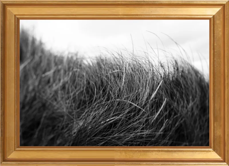 Beach Grass #3 by Alicia Bock for Artfully Walls