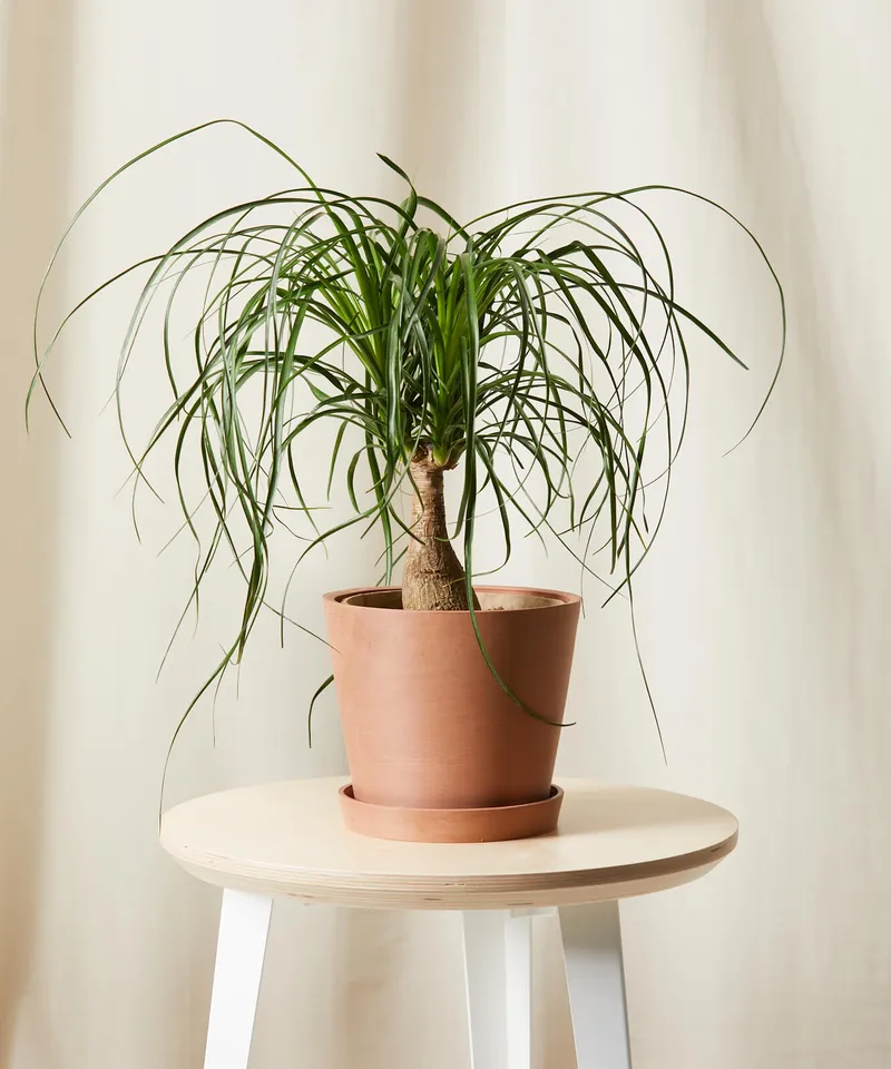Ponytail Palm -  Clay