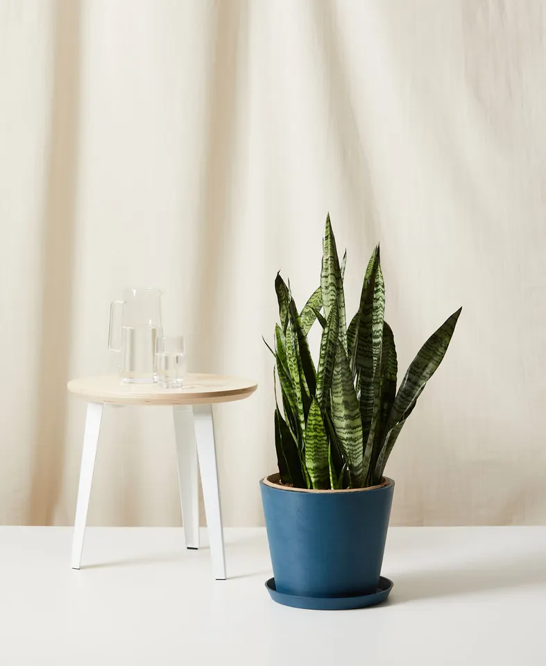 Sansevieria -  Indigo