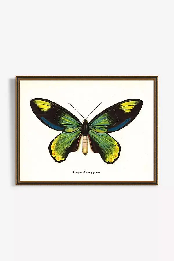 Butterfly Wall Art
