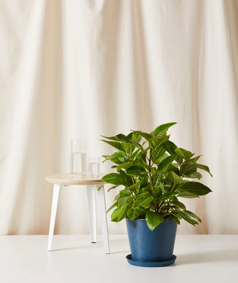 Ficus Altissima Bush -  Indigo