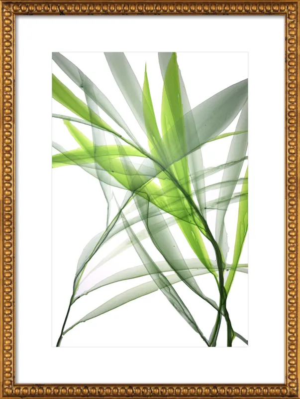 Tropical Study no. 3 by Marina Dunbar  for Artfully Walls