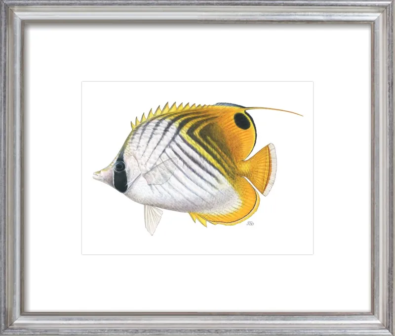 Threadfin butterflyfish by Emily S. Damstra for Artfully Walls