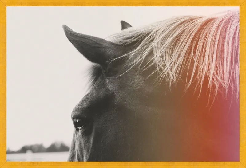 Pink Pony by Alicia Bock for Artfully Walls