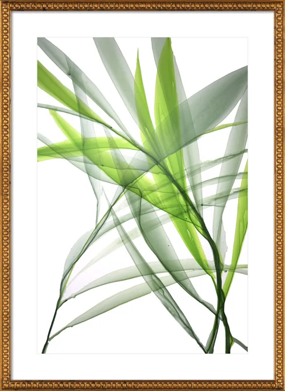 Tropical Study no. 3 by Marina Dunbar  for Artfully Walls