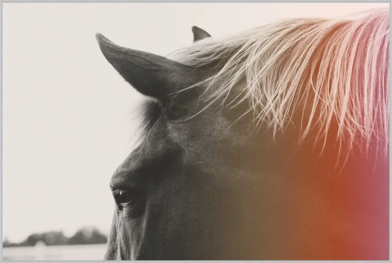 Pink Pony by Alicia Bock for Artfully Walls