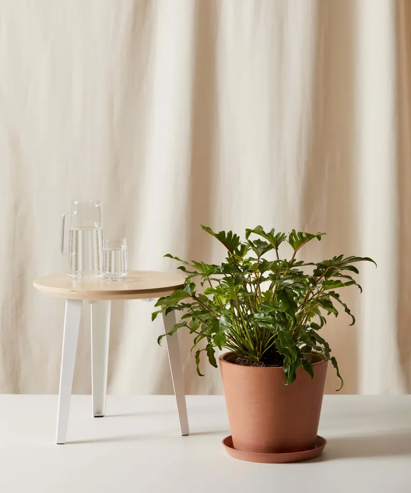 Philodendron Xanadu -  Clay
