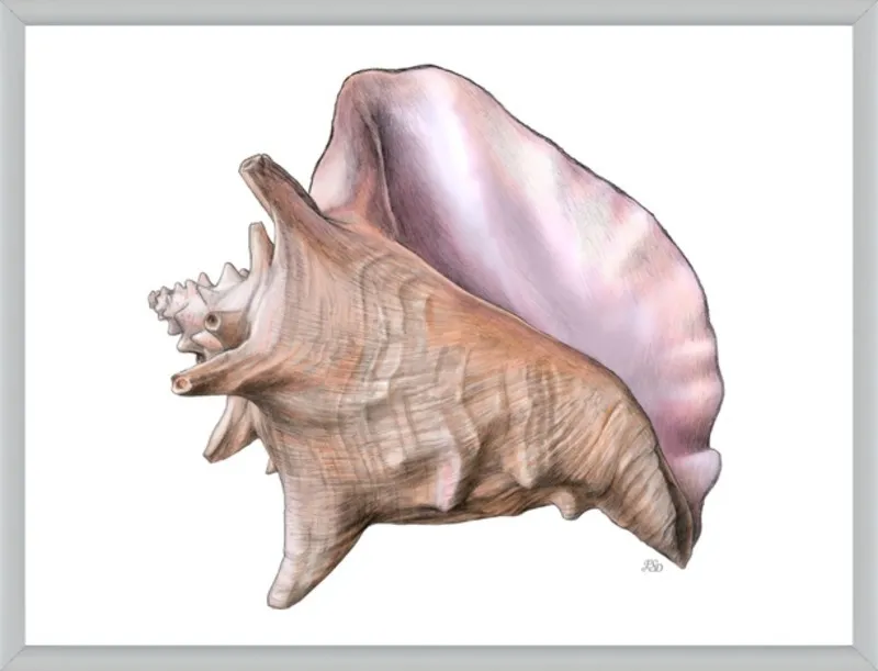 Queen conch  by Emily S. Damstra for Artfully Walls