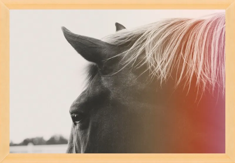 Pink Pony by Alicia Bock for Artfully Walls