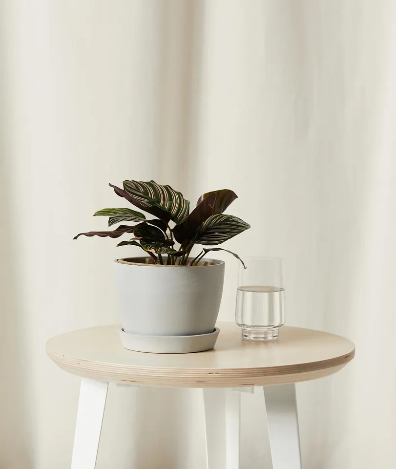 Calathea Pinstripe, Stone Pot