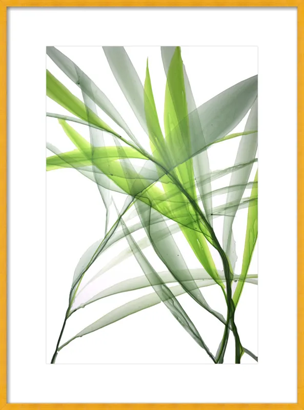 Tropical Study no. 3 by Marina Dunbar  for Artfully Walls