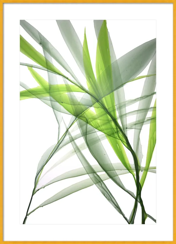 Tropical Study no. 3 by Marina Dunbar  for Artfully Walls