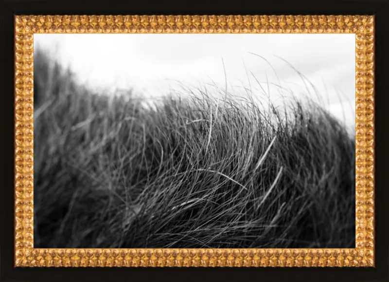 Beach Grass #3 by Alicia Bock for Artfully Walls