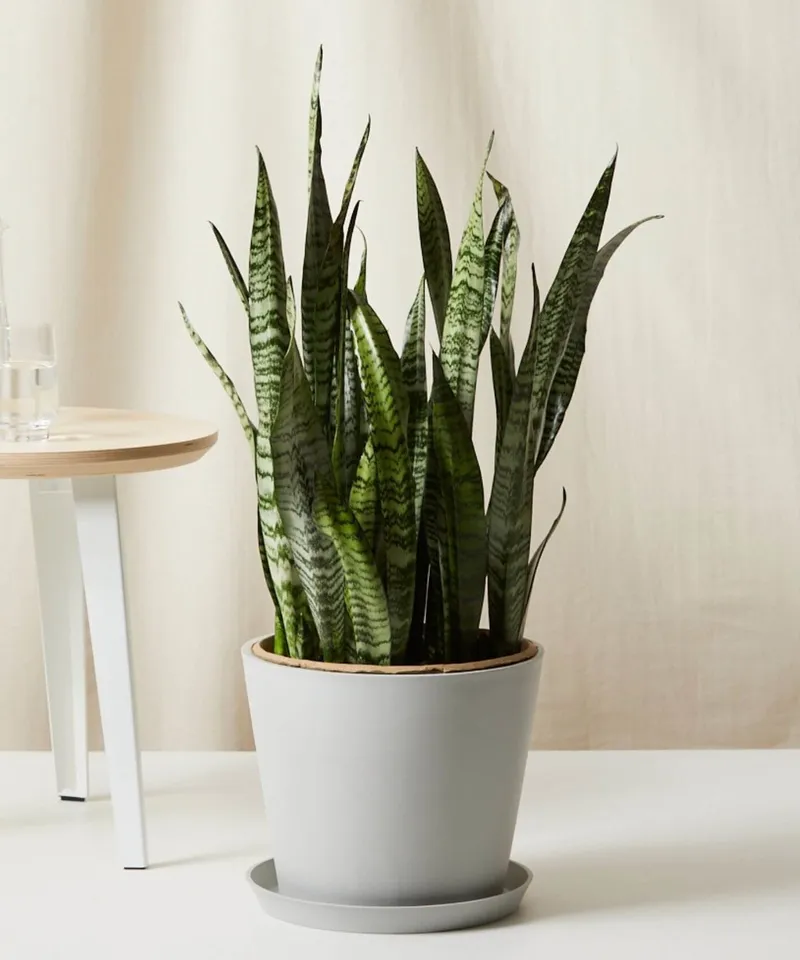 Sansevieria Snake Plant, Stone Pot