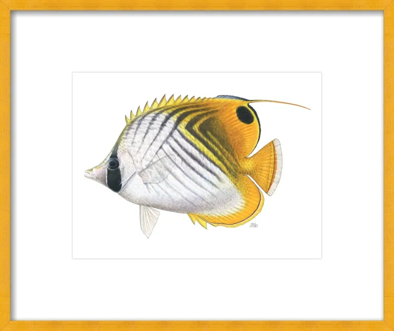 Threadfin butterflyfish by Emily S. Damstra for Artfully Walls