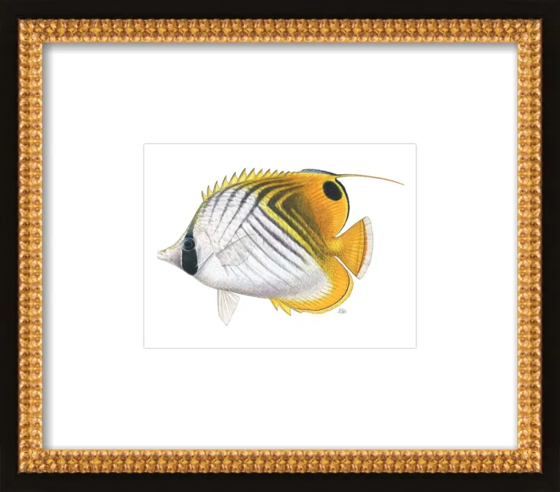 Threadfin butterflyfish by Emily S. Damstra for Artfully Walls