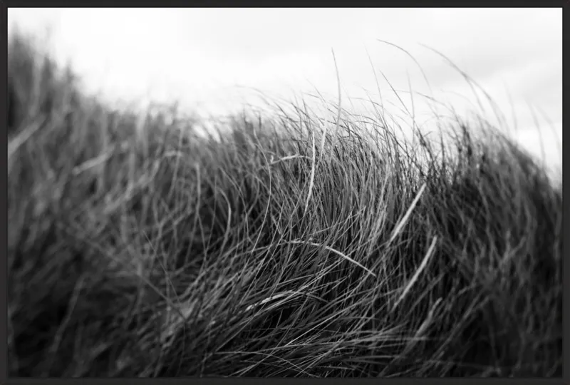 Beach Grass #3 by Alicia Bock for Artfully Walls
