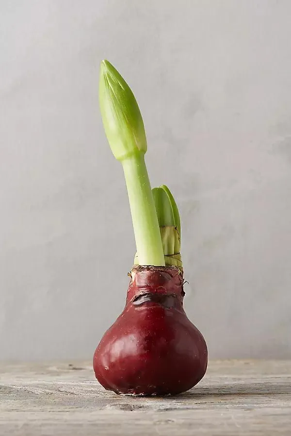 Waxed Amaryllis Bulb