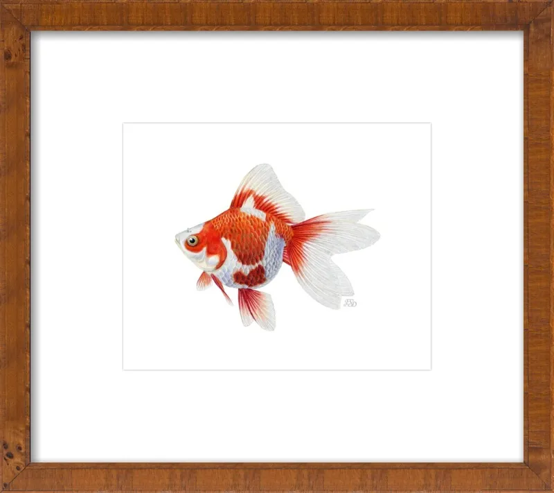 Japanese ryukin goldfish by Emily S. Damstra for Artfully Walls