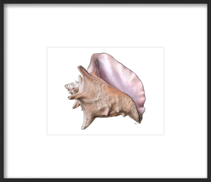 Queen conch  by Emily S. Damstra for Artfully Walls