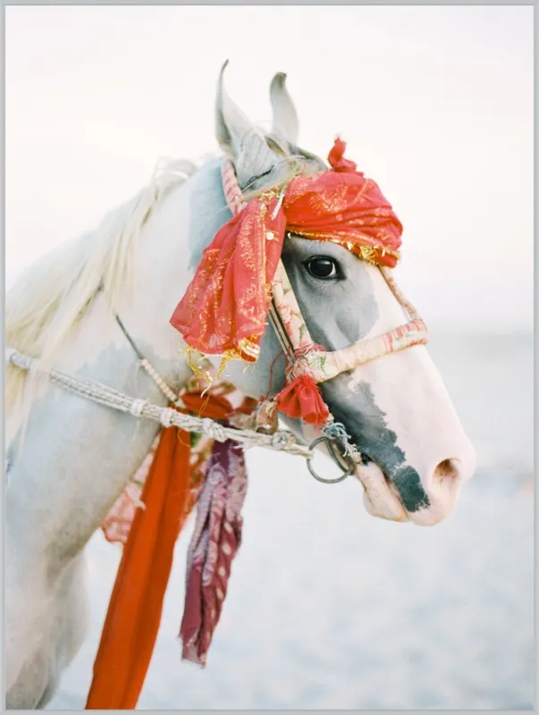 Marwari by Andrew Jacona for Artfully Walls