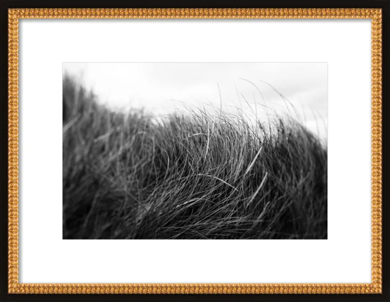 Beach Grass #3 by Alicia Bock for Artfully Walls