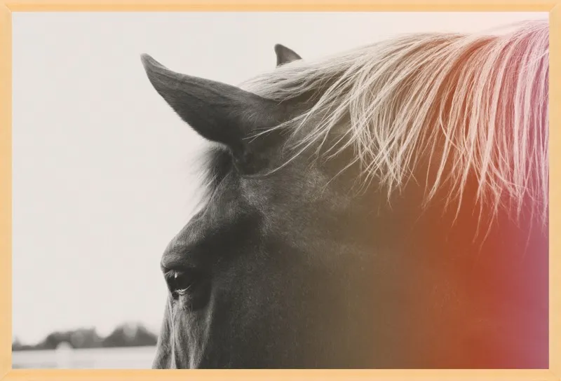 Pink Pony by Alicia Bock for Artfully Walls