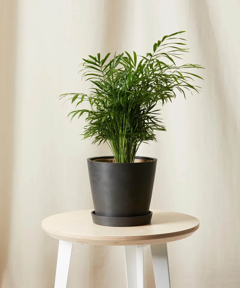 Parlor Palm -  Charcoal