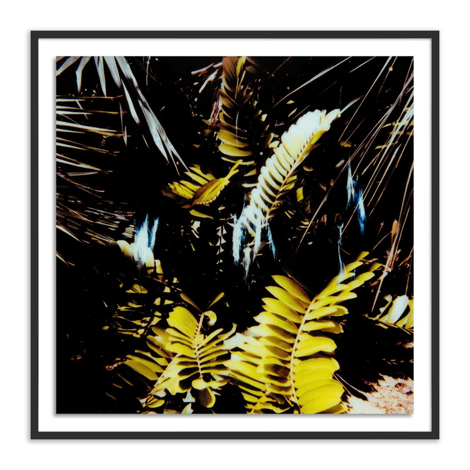 Baja Polaroid No. 1 by Jackie Lee Young - Black 2.5 Maple