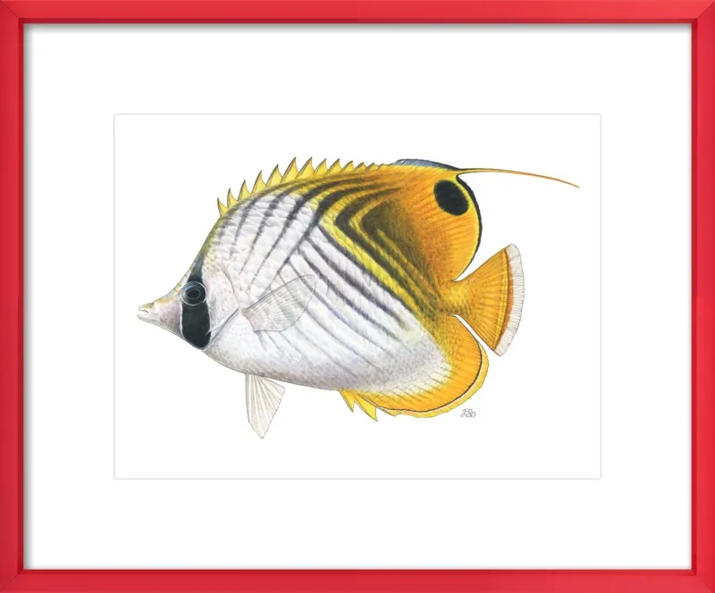 Threadfin butterflyfish by Emily S. Damstra for Artfully Walls