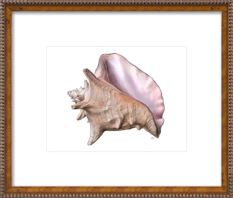 Queen conch  by Emily S. Damstra for Artfully Walls