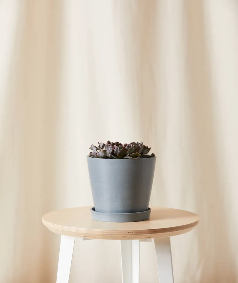 Echeveria Rosea -  Slate