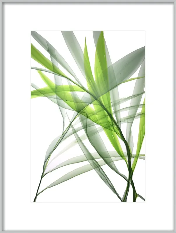 Tropical Study no. 3 by Marina Dunbar  for Artfully Walls