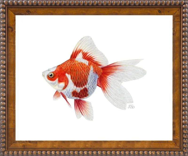 Japanese ryukin goldfish by Emily S. Damstra for Artfully Walls