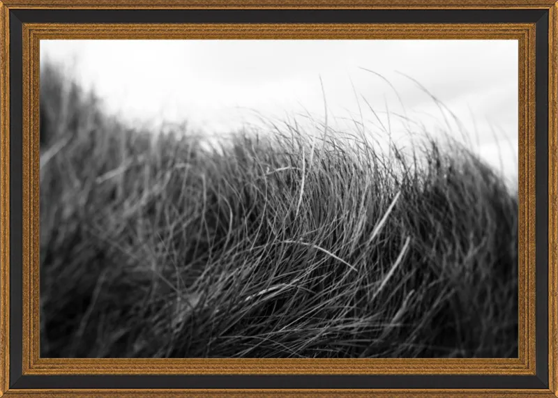 Beach Grass #3 by Alicia Bock for Artfully Walls