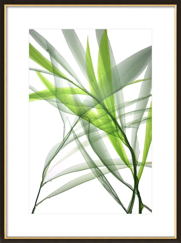 Tropical Study no. 3 by Marina Dunbar  for Artfully Walls