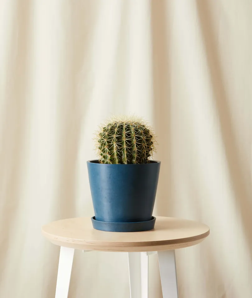 Golden Barrel Cactus -  Indigo