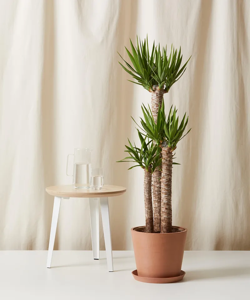 Staggered Yucca Cane -  Clay