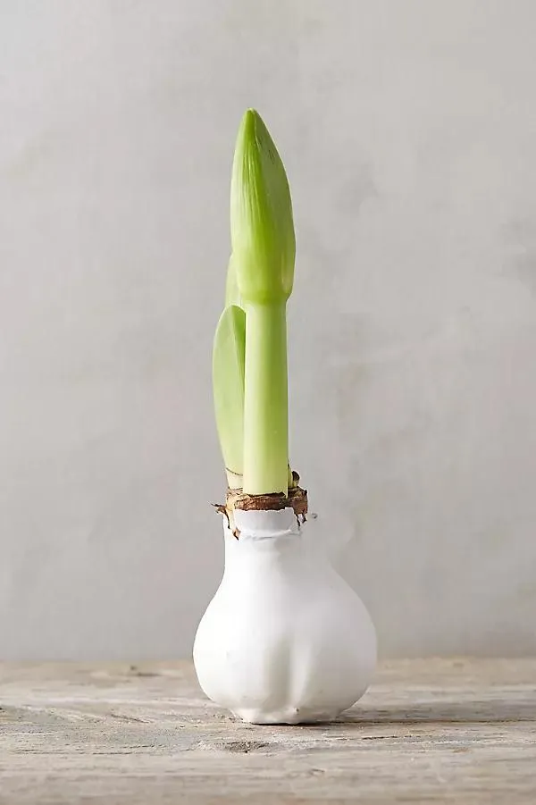 Waxed Amaryllis Bulb