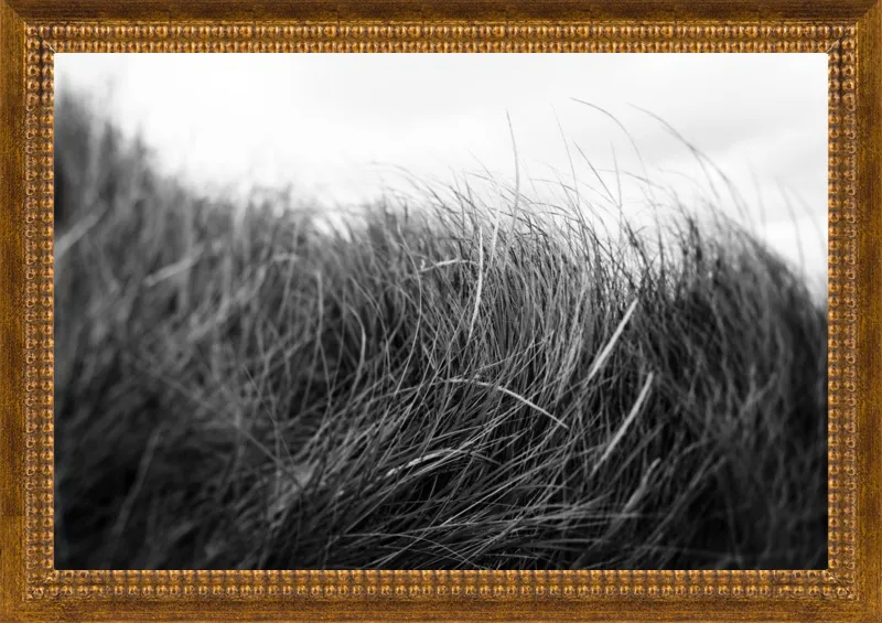 Beach Grass #3 by Alicia Bock for Artfully Walls