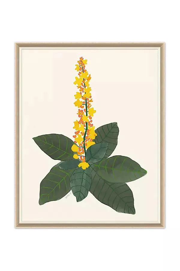 Euphorbia Wall Art