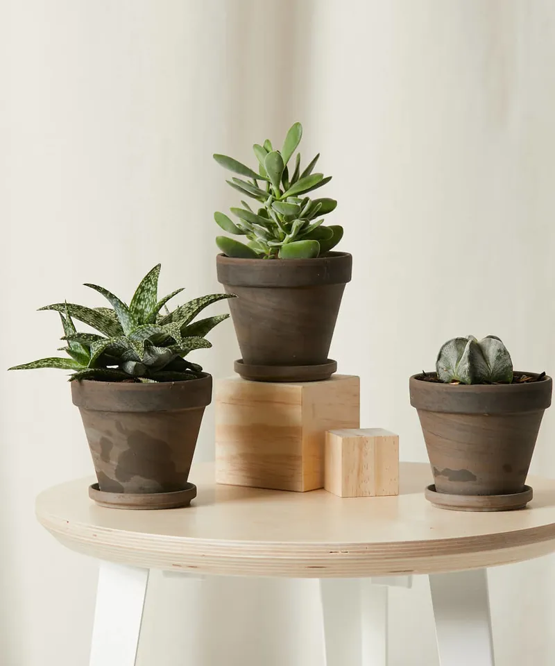 Sunshine Collection -  Basalt