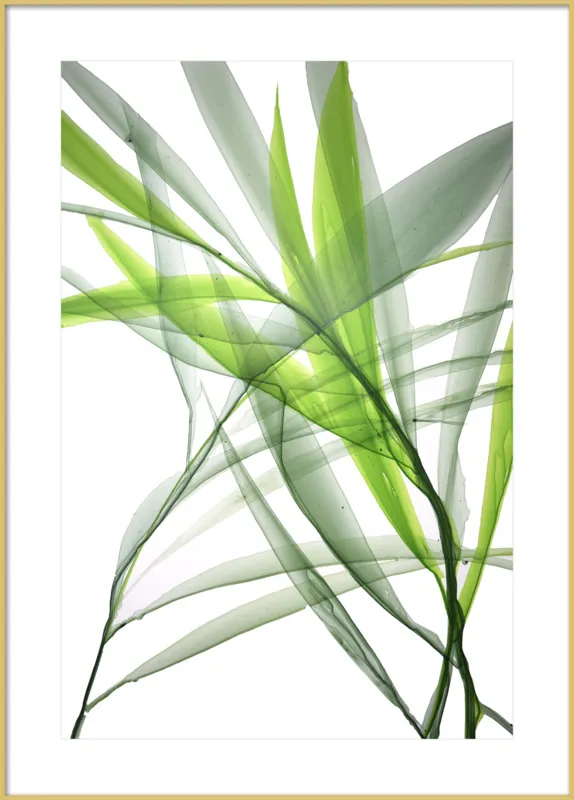 Tropical Study no. 3 by Marina Dunbar  for Artfully Walls