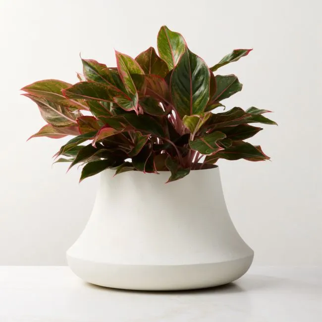 Sakina Ivory Faux Plaster Indoor/Outdoor Small Planter Bowl 9"H