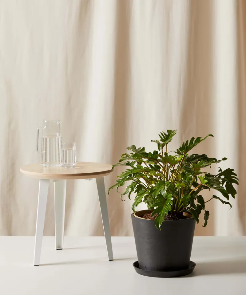 Philodendron Xanadu -  Charcoal